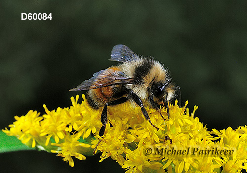 Tricolored Bumble Bee (Bombus ternaries)